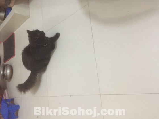 Persian male triple coated cat
